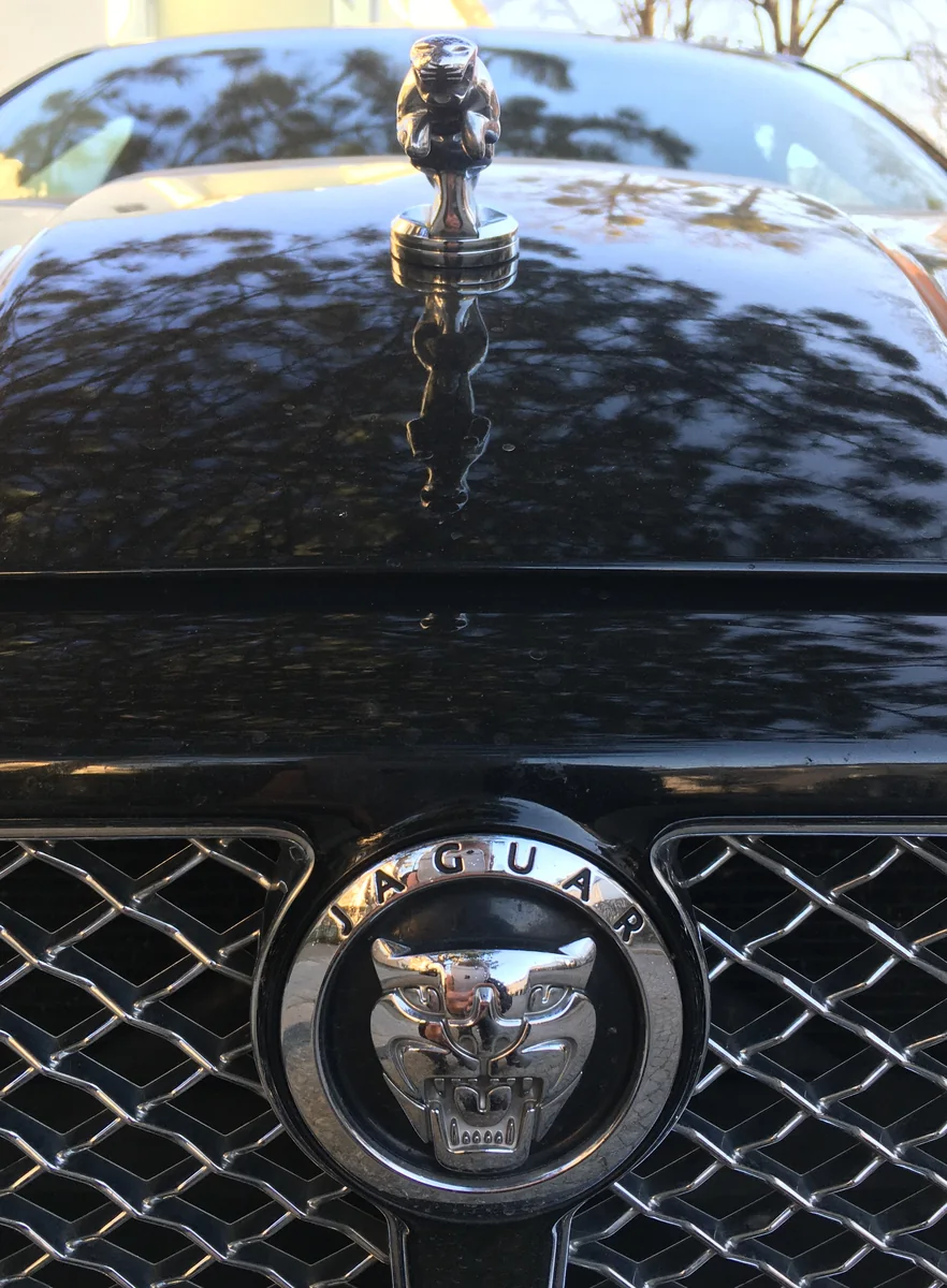 Jaguar leaper hood ornament and grille badge on a classic Jaguar car